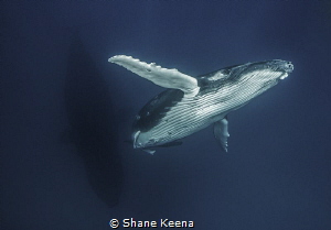 Humpback whale calf fly-by 
This gorgeous calf gave us o... by Shane Keena 